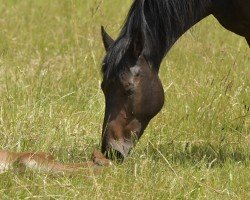 broodmare Coming Soon (Holsteiner, 2011, from Cardino)