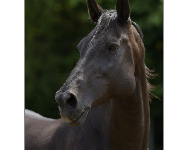 broodmare Evita (Holsteiner, 2012, from Lasino)