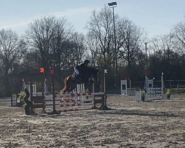 jumper Querida 104 (German Riding Pony, 2016, from Quaterback's Junior)