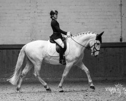 dressage horse Camilo VII (Pura Raza Espanola (PRE), 2014, from Cela)