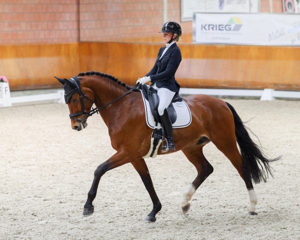 dressage horse Einstein 218 (Hanoverian, 2019, from Escamillo)
