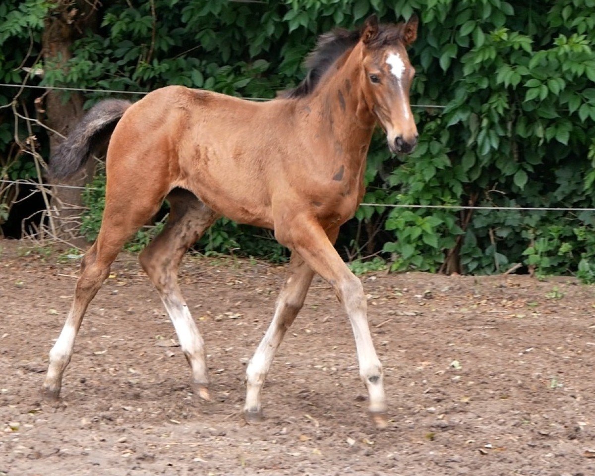 jumper Rivana (German Warmblood, 2024, from Ragazy de La Serre)
