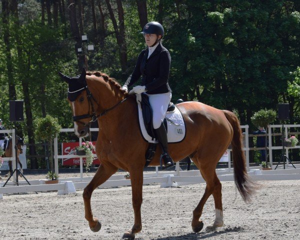 dressage horse Zakary (Oldenburg, 2018, from Blue Hors Zackerey)