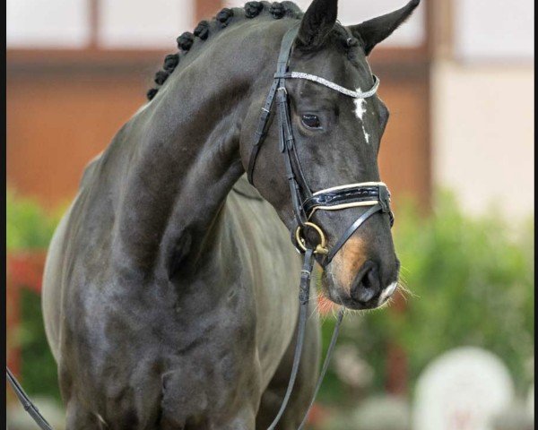 dressage horse Johann W (Hanoverian, 2020, from Jovian)