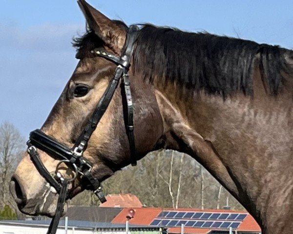 horse Dark Dreamnight (German Riding Pony, 2021, from Dimaggio Se.M.)