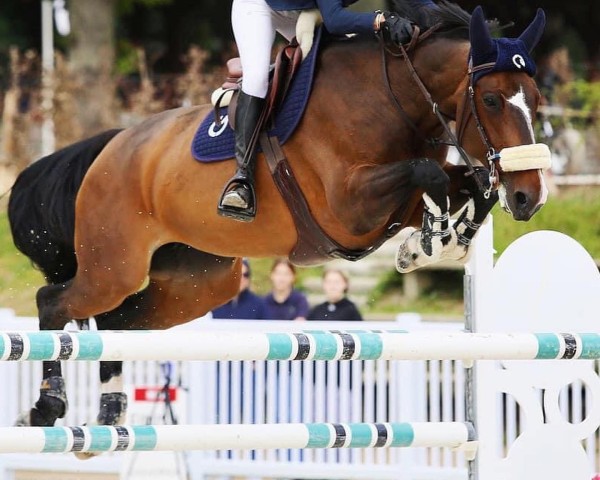 broodmare Floralie de Riverland (Selle Français, 2015, from Qlassic Bois Margot)