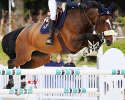 broodmare Floralie de Riverland (Selle Français, 2015, from Qlassic Bois Margot)