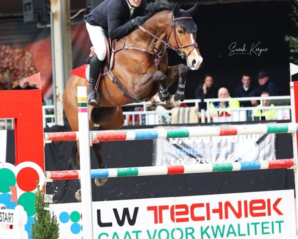 jumper Kwantchi (KWPN (Royal Dutch Sporthorse), 2015, from F One Usa)