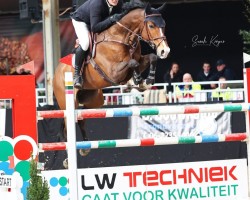 jumper Kwantchi (KWPN (Royal Dutch Sporthorse), 2015, from F One Usa)