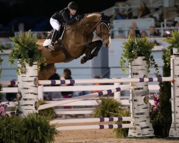 jumper Plectrum vd Bisschop (Belgian Warmblood, 2015, from Lector van de Bisschop)