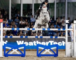 jumper Vitus K (Hanoverian, 2010, from Verdi)