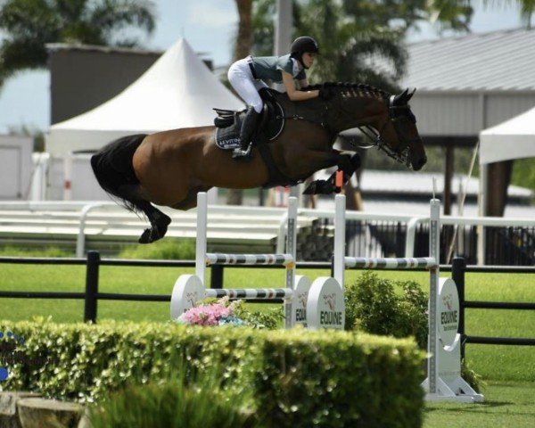 jumper Love Scendix (Belgian Warmblood, 2011, from Hunter's Scendix)