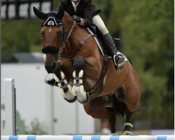 jumper Anis de La Piece (Selle Français, 2010, from Norway de La Lande)