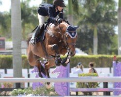 jumper Quadrivio (Holsteiner, 2008, from Quidam de Revel)
