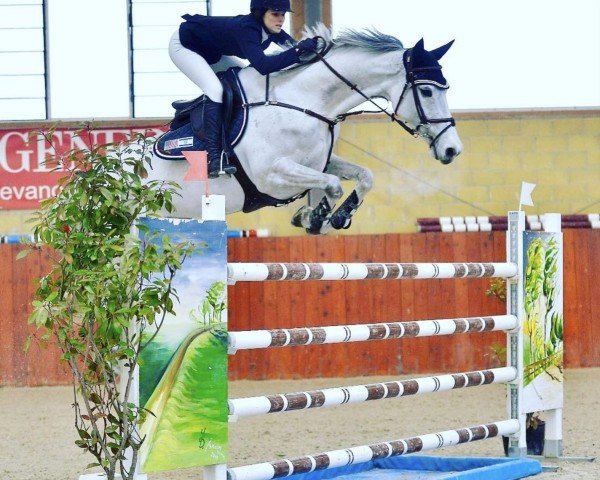 jumper Cubia (Sella Italiano, 2009, from Corland)