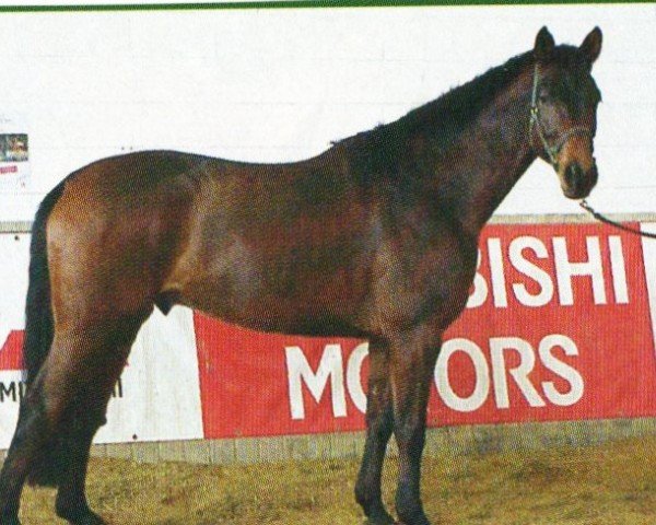 horse Wintertraum (Hanoverian, 1997, from Weltmeyer)