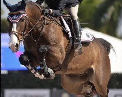 jumper Cargo van de Kapel (Belgium Sporthorse, 2008, from Obus Delcour Wisbecq)