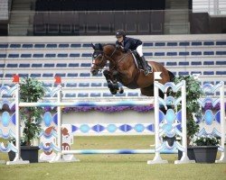 jumper Zin Chin (KWPN (Royal Dutch Sporthorse), 2008, from Chin Chin)
