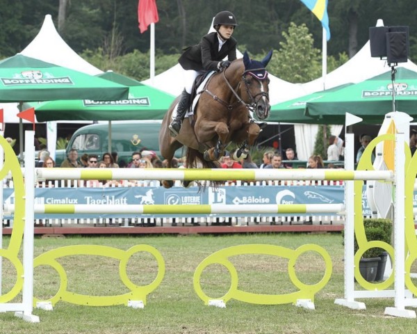 Deckhengst Der Dürer (Trakehner, 2001, von Waitaki 31)
