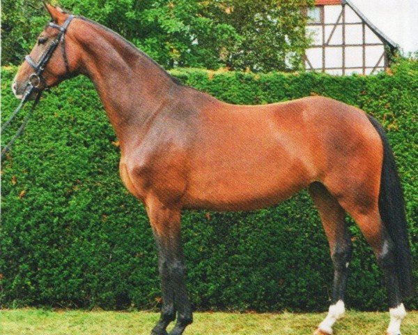 jumper Dornröschen 168 (Hanoverian, 2009, from Dauphin)