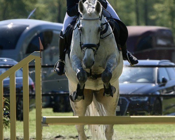 jumper Rapid Paula (Oldenburg, 2014, from Ci Ci Senjor Ask)
