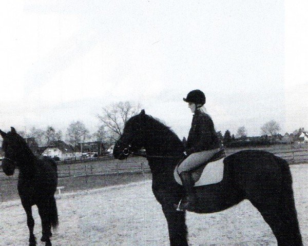 horse Bera (Friese, 1997, from Peke 268)