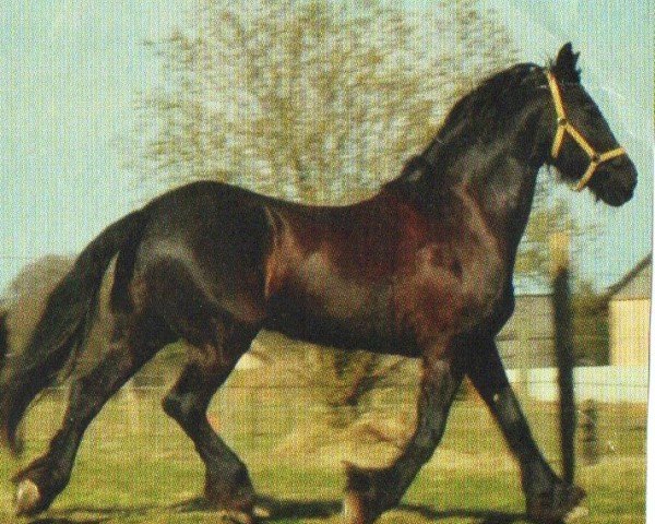 broodmare Marije Fan A (Friese, 1996, from Nykle 309)