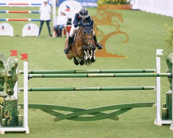jumper Summerhouse (Zangersheide riding horse, 2015, from Induparts Guidam Sohn)