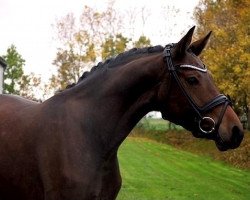 dressage horse Femme Fatale (Hanoverian, 2016, from Franziskus FRH)