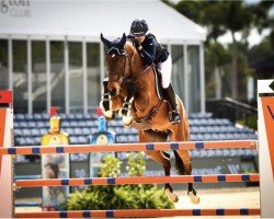 jumper Chuck Bass (Oldenburg show jumper, 2011, from Centadel)