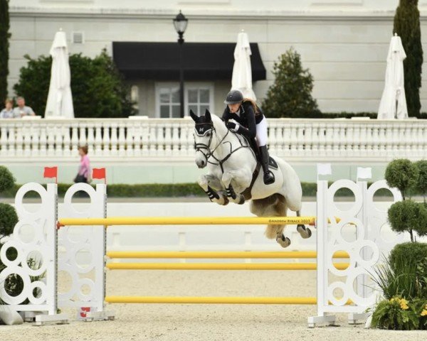 Springpferd Jarocco Blue (KWPN (Niederländisches Warmblut), 2014, von Zirocco Blue)