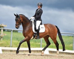 dressage horse Ben (Westphalian, 2016, from Belissimo NRW)
