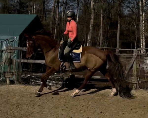 dressage horse Abendstern 112 (Hessian Warmblood, 2006, from Almaz)