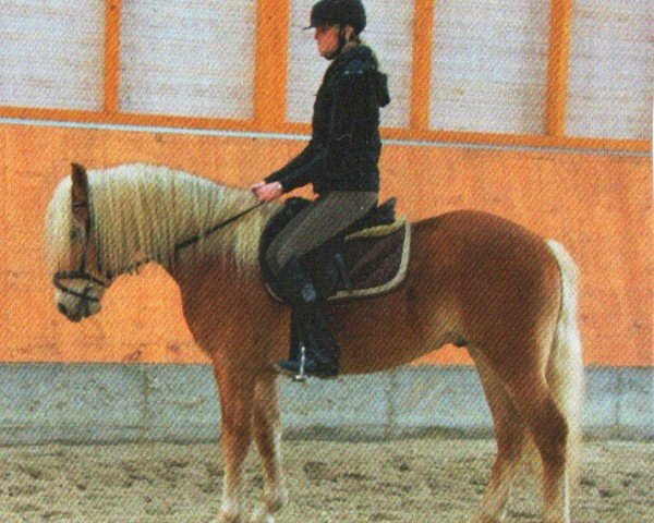 Pferd Sting (Haflinger, 2010, von Sterntaenzer)