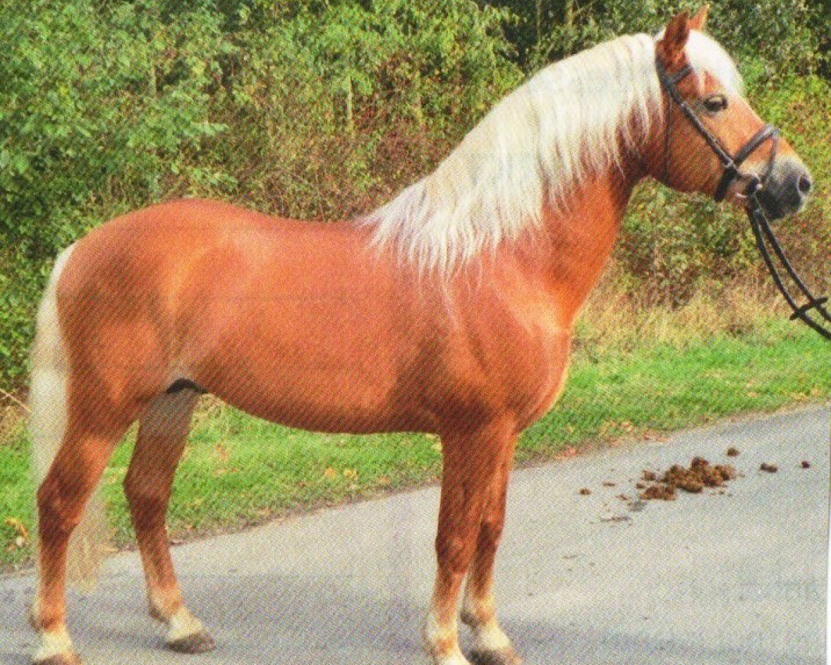 Deckhengst Nebiolo (6,25% ox) (Edelbluthaflinger, 2003, von Nevio)