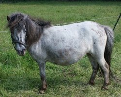 broodmare Bo van Warnsborn (Nederlands Appaloosa Pony,  , from Turbo van Warnsborn)