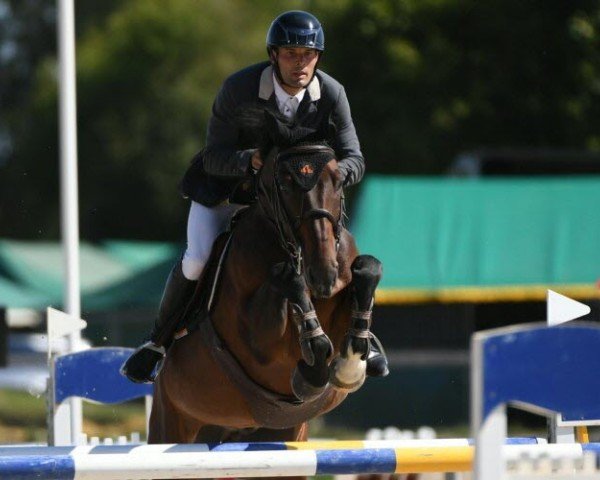 jumper L'Arko Eres Z (Zangersheide riding horse, 2012, from L'Arc de Triomphe)