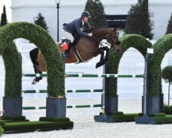 jumper Ballyoskill Big Bucks (Irish Sport Horse, 2013, from Royal Concorde)