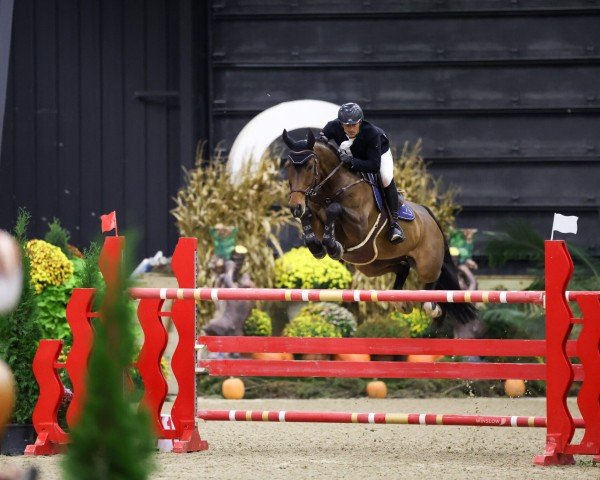 jumper Gin Tonic 158 (Hanoverian, 2012, from Graf Top)