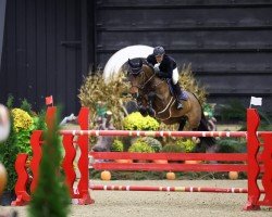 jumper Gin Tonic 158 (Hanoverian, 2012, from Graf Top)