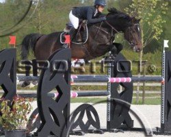 jumper Casanova (Holsteiner, 2011, from Casall Ask)