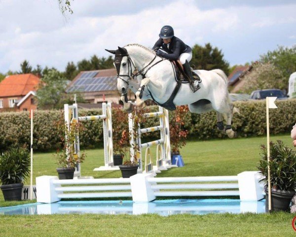 jumper Kwinthyre van het Paardeveld (Belgian Warmblood, 2010, from Quintus)