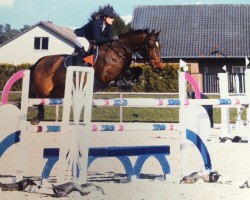 Springpferd Biaggi (KWPN (Niederländisches Warmblut), 2006, von Silverstone)
