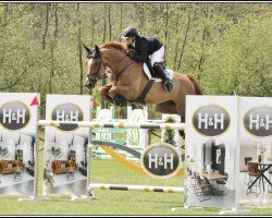 jumper Nuance de La Limite Z (Zangersheide riding horse, 2017, from No-Comment de Septon)