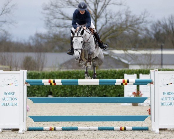 jumper Snow White van 't Heike (Belgian Warmblood, 2018, from Malito de Reve)