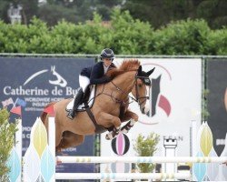 jumper Quiline vd Bisschop (Belgian Warmblood, 2016, from VDL Harley)