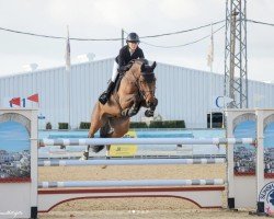 jumper Roberto Cavalli (Belgian Warmblood, 2017, from Comme il Faut)