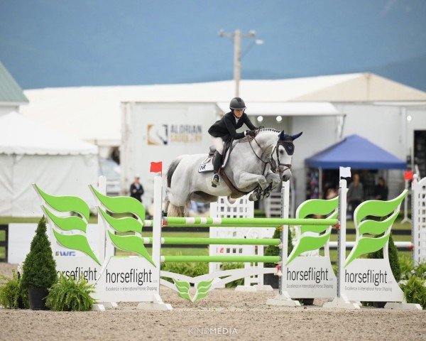 jumper Gallia (Holsteiner, 2014, from Cardino)