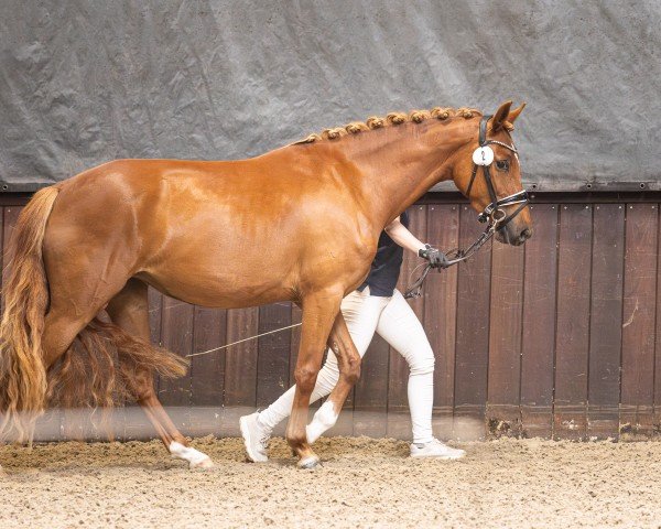 dressage horse Fredens New Dawn (German Riding Pony, 2022, from FS New Chance)