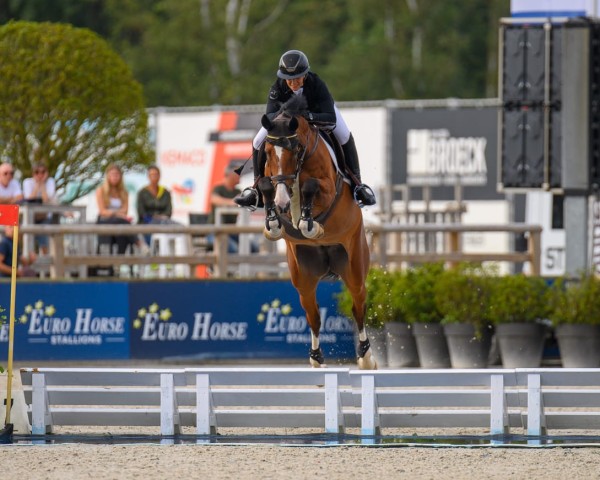 jumper Lily-Rose Jt de La Limite Z (Zangersheide riding horse, 2017, from Luigi D'Eclipse)